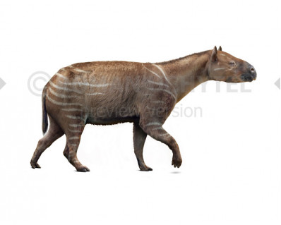 Palaeotherium magnum