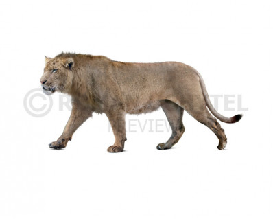 American lion (Panthera atrox)