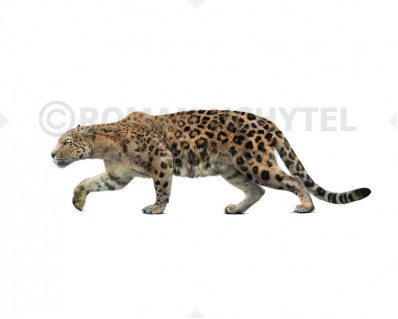 Panthera blytheae