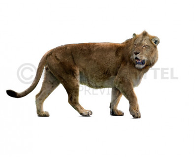 Mosbach lion (Panthera leo fossilis)