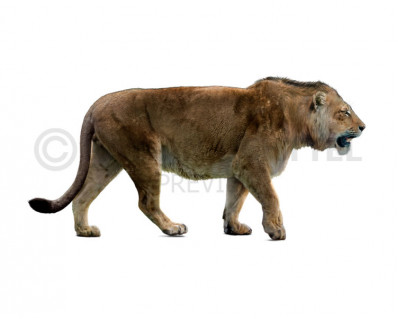 Mosbach lion (Panthera leo fossilis)