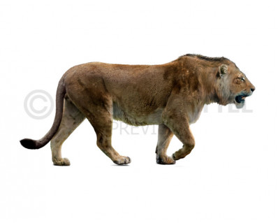 Mosbach lion (Panthera leo fossilis)