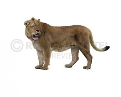 Mosbach lion (Panthera leo fossilis)