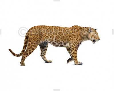 European Jaguar (Panthera gombaszoegensis)