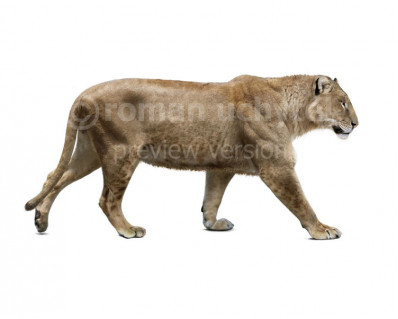 Mosbach lion (Panthera leo fossilis)
