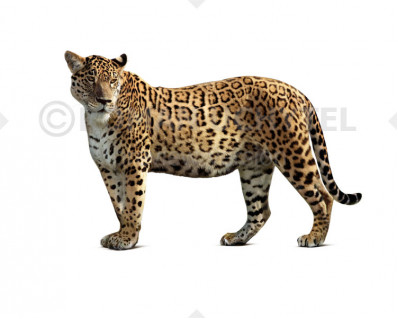 Pleistocene North American jaguar (Panthera onca augusta)