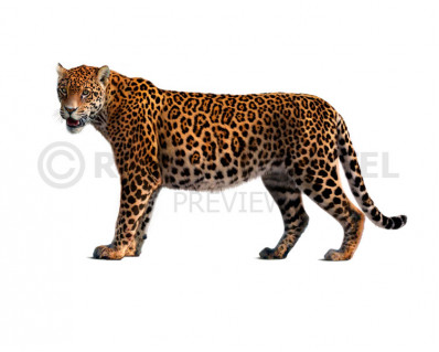 Pleistocene South American jaguar (Panthera onca mesembrina)