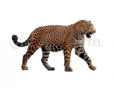 Pleistocene South American jaguar (Panthera onca mesembrina)