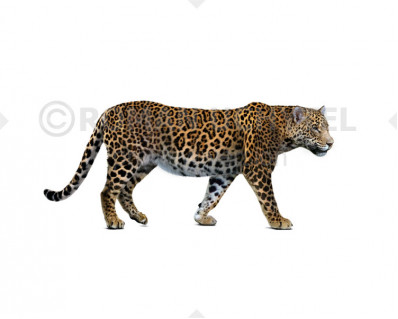 Pleistocene South American jaguar (Panthera onca mesembrina)