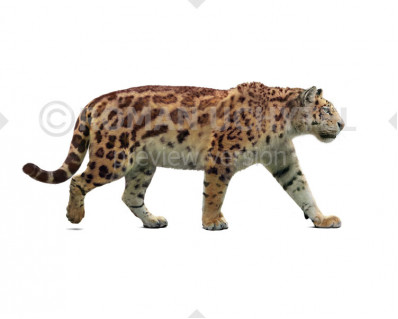 Panthera palaeosinensis