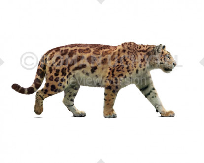 Panthera Palaeosinensis Diet