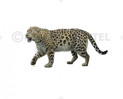 Panthera pardus spelaea