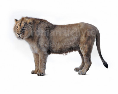 Panthera spelaea (Cave lion)