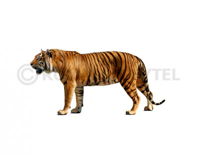 Ngandong Tiger (Panthera tigris soloensis)