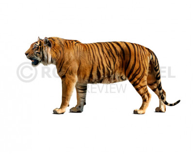 Ngandong Tiger (Panthera tigris soloensis)