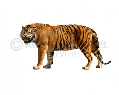 Ngandong Tiger (Panthera tigris soloensis)