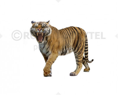 Ngandong Tiger (Panthera tigris soloensis)