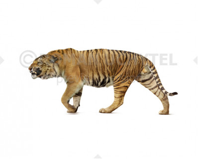 Trinil tiger