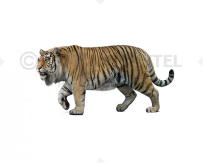 Caspian tiger (Panthera tigris virgata)