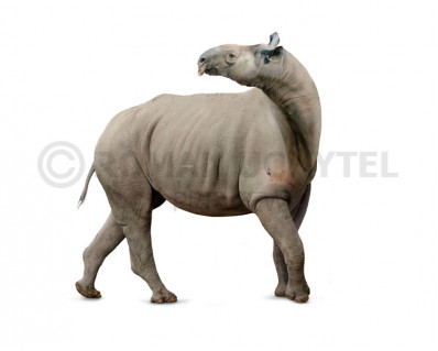 Indricotherium