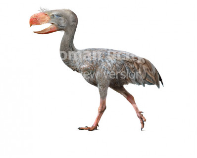 Paraphysornis brasiliensis