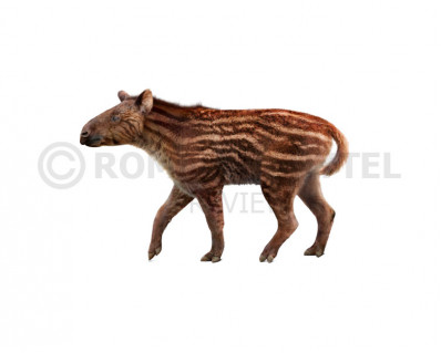 Plagiolophus