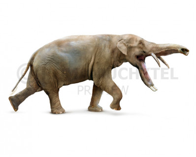 Platybelodon