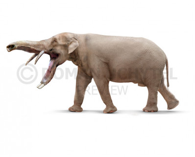 Platybelodon