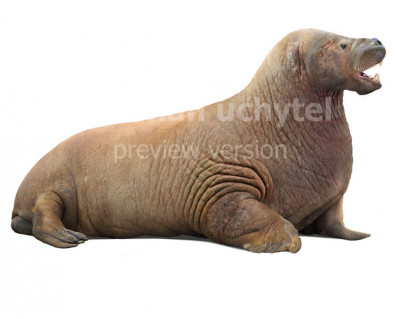 Giant Walrus (Pontolis magnus)