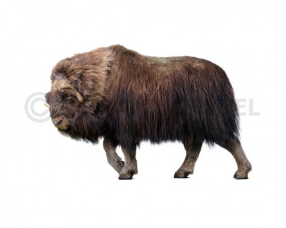 Praeovibos priscus image buy Uchytel