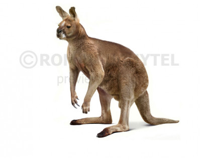 Short-Faced Kangaroo (Procoptodon goliah)