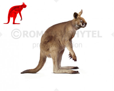 Short-Faced Kangaroo (Procoptodon goliah)