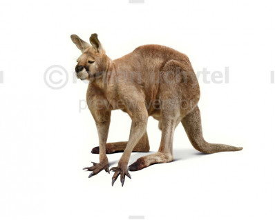 Short-Faced Kangaroo (Procoptodon goliah)