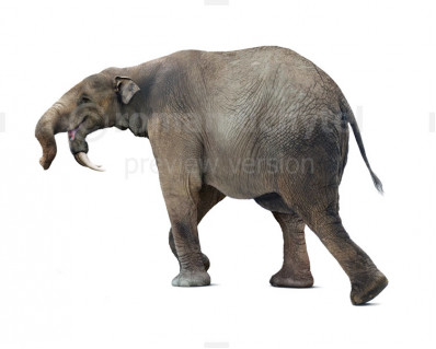 Prodeinotherium bavaricum