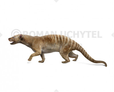 Prothylacinus