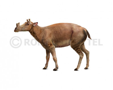 Protoceras