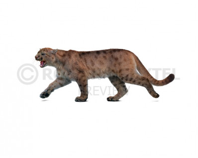 Lake cat (Puma lacustris) 