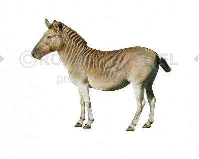 Quagga