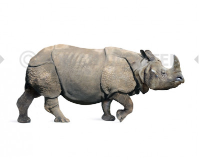 Rhinoceros sinensis