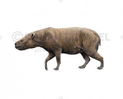 Rhynchippus