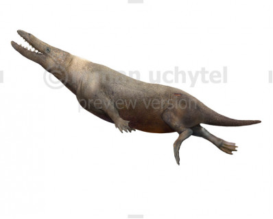 Rodhocetus