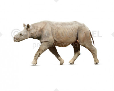 Ronzotherium