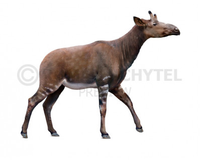 Samotherium