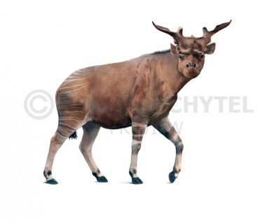 Sivatherium