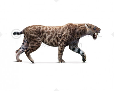 Smilodon gracilis