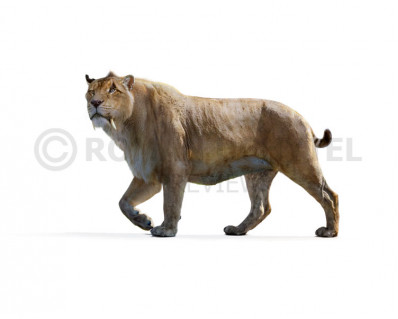 Smilodon populator