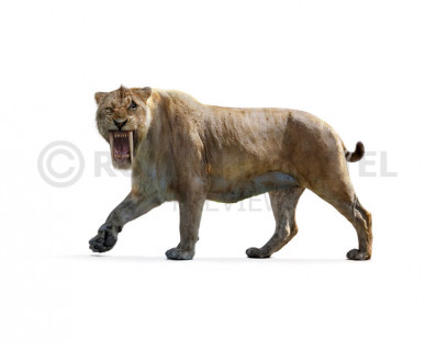 Smilodon populator