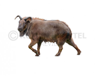 Soergelia