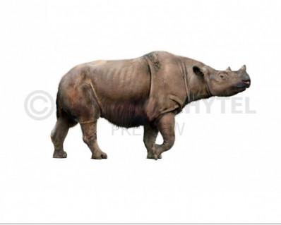 Etruscan rhinoceros (Stephanorhinus etruscus)