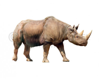 Etruscan rhinoceros (Stephanorhinus etruscus)